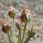 Plantago sempervirens Fruit