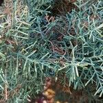 Cupressus arizonica Φύλλο