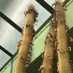Cleistocactus hyalacanthus Inny
