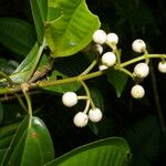 Miconia cooperi Fruit