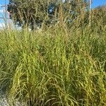 Spartina pectinata Leaf