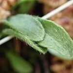 Erigeron uniflorus Habit