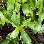 Valeriana rubra Blatt