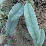 Dendrobium lindleyi পাতা