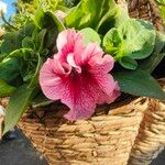 Petunia spp. Flower