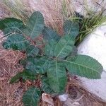 Schinus terebinthifolius Habitus