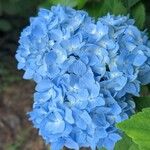 Hydrangea spp.Квітка