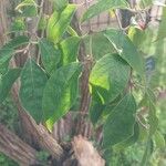 Lonicera maackii Feuille