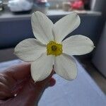 Narcissus poeticus Λουλούδι