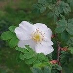 Rosa sericea