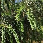 Picea breweriana Folha