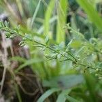 Scoparia dulcis Drugo