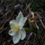 Narcissus dubius Fleur