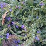 Anchusa officinalis Хабит