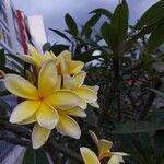 Plumeria rubraКвітка