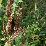 Agastache scrophulariifolia Frutto