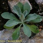 Aurinia petraea 整株植物