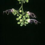 Eperua falcata 花