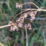 Luzula alpinopilosa Fruto