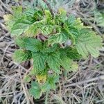 Stachytarpheta cayennensis Leaf