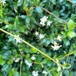 Jasminum officinaleЦвят