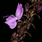 Dioclea violacea Cvet