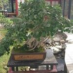 Ficus padana 整株植物