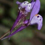 Linaria algarviana Flower