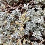 Artemisia herba-alba 花