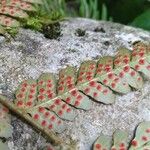 Dryopteris erythrosora Fruit