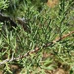 Juniperus occidentalis Leaf