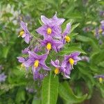 Solanum crispum 花