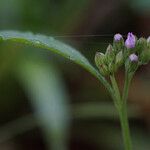 Cyanthillium cinereum Flor