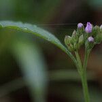 Cyanthillium cinereum Flower