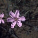 Lygodesmia grandiflora Flor