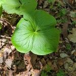 Trillium rugelii Frunză