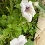 Petunia axillaris List