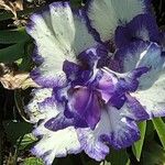 Iris pumila 花