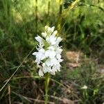 Orchis mascula x Orchis militaris Flower