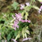 Silene dioicaBloem