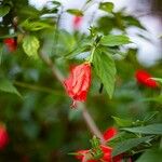 Malvaviscus penduliflorus Blüte