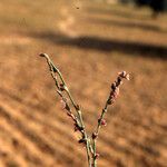 Polygonum equisetiforme 花