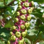 Phytolacca americana Плод