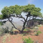 Pinus cembroides Habitus