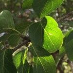 Canthium armatum Leaf