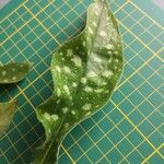 Pulmonaria longifolia Лист