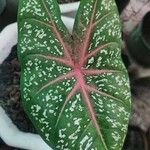 Caladium bicolor Folha