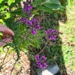 Linaria purpurea Flower