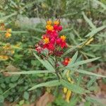 Asclepias curassavicaLorea