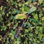 Lonicera caerulea Bark